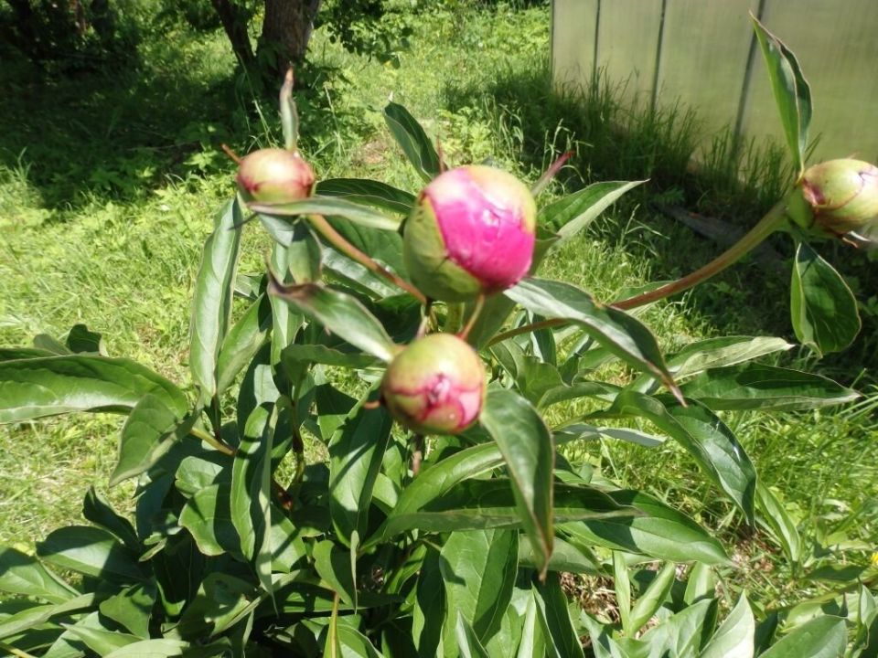 Основные аспекты посадки пионов: весенние и осенние секреты