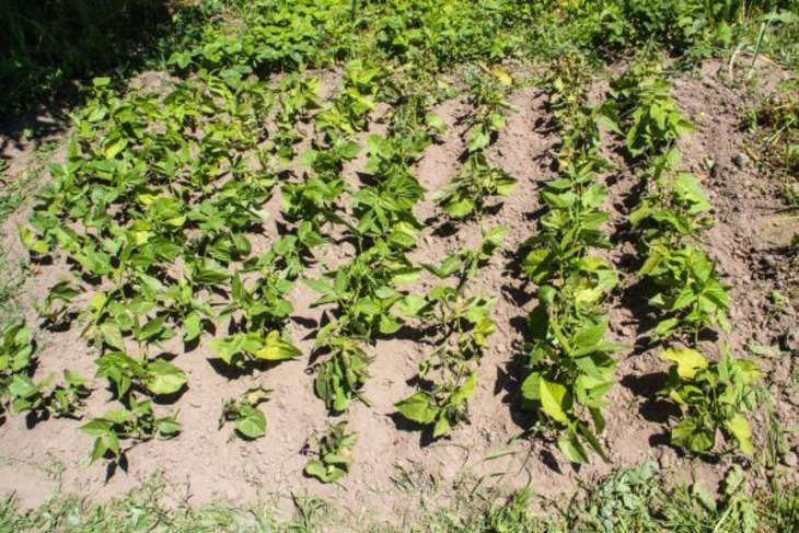 Как быстро отмыть руки от земли после огорода, если не любите работать в перчатках: секреты опытных дачников