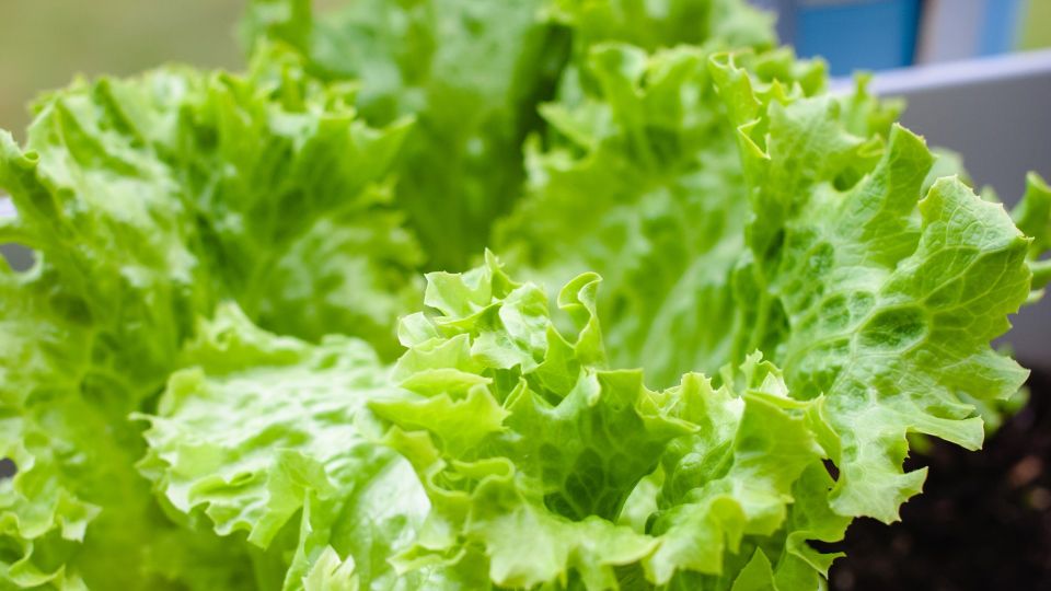 Вот почему не стоит выбрасывать горшки от магазинного салата: помогут сэкономить на покупке зелени