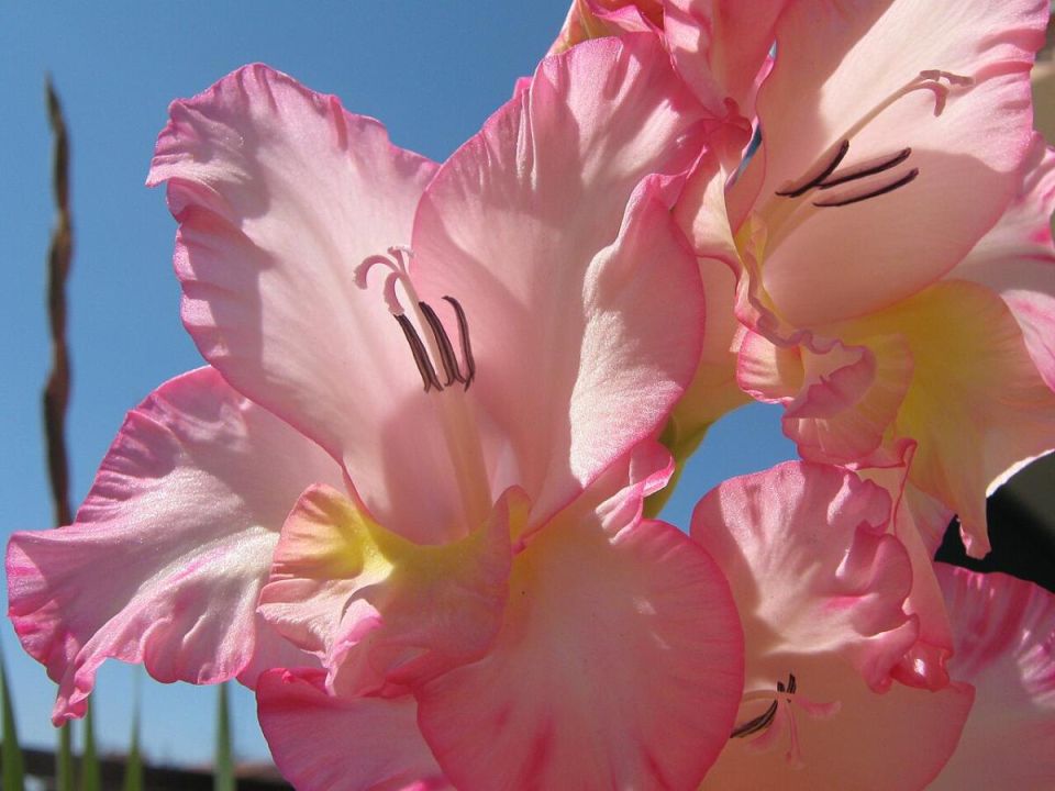 Как сохранить цветы красивыми и здоровыми в июле: секреты успешного ухода