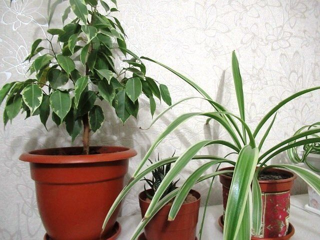 Зимний уход за комнатными растениями: что нужно знать