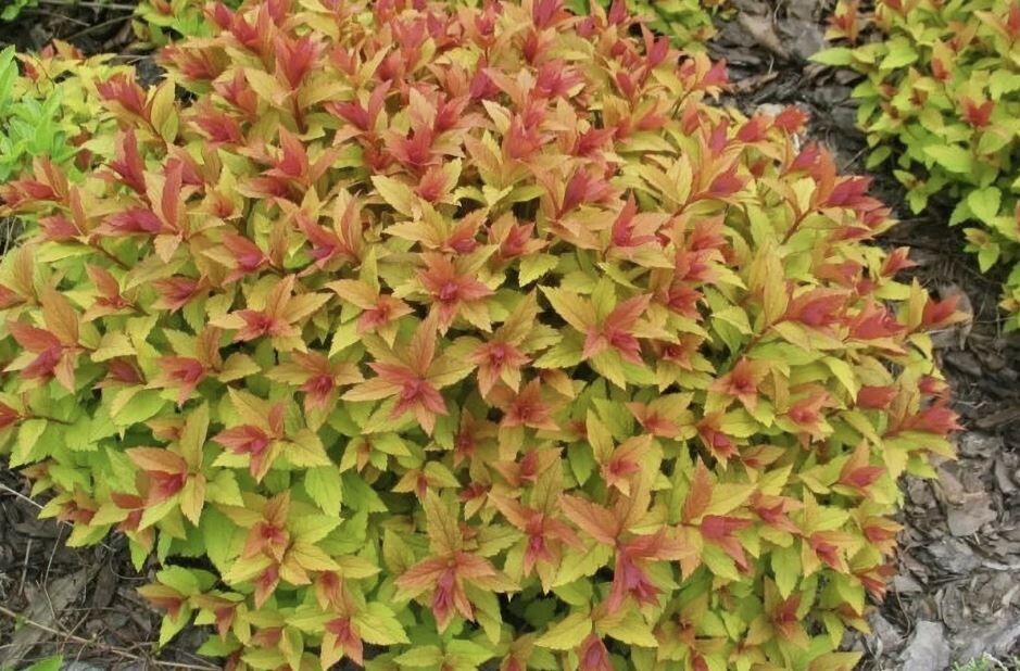 Уход за японской спиреей в летние месяцы