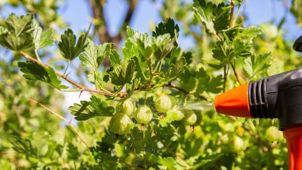 Как спасение старого крыжовника стало настоящим чудом