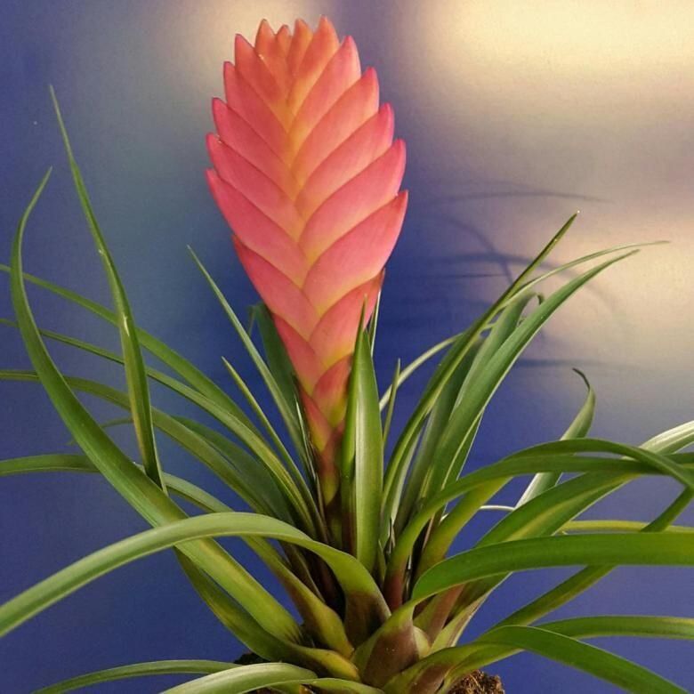 Пять ярких растений, которые преобразят ваш интерьер