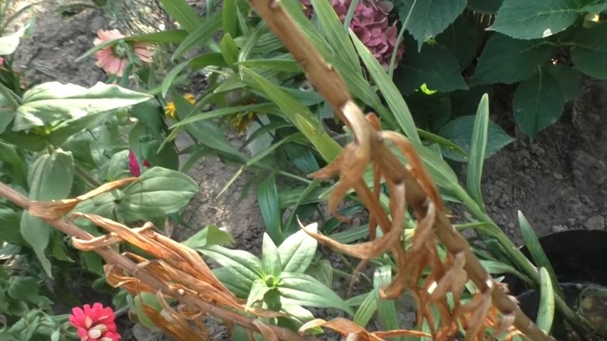 Как спасти лилии от летней жары: Проверенные советы опытных садоводов