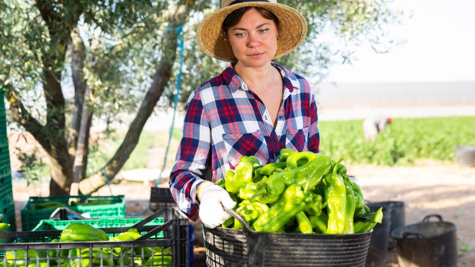 Перцы некуда будет девать: это элементарное действие повысит урожайность