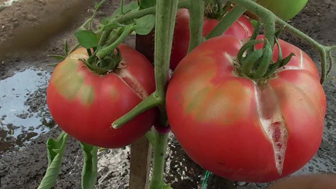 Как сохранить урожай помидоров: секреты успешного полива в августе