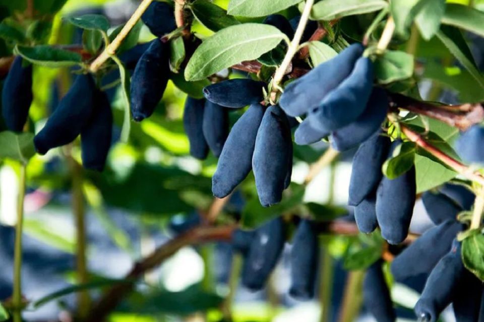 Уход за жимолостью после сбора урожая: секреты успешной подготовки к зиме