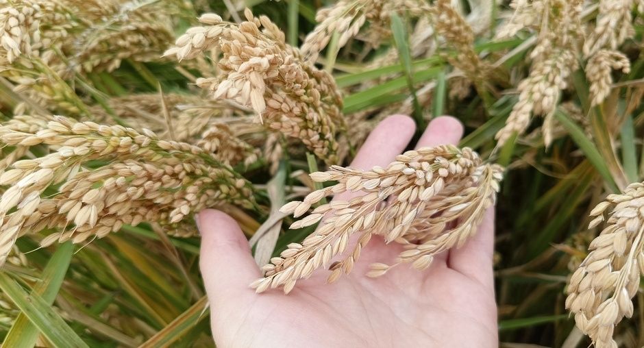 Кубанский рис: как история и современные технологии создают продовольственную безопасность России