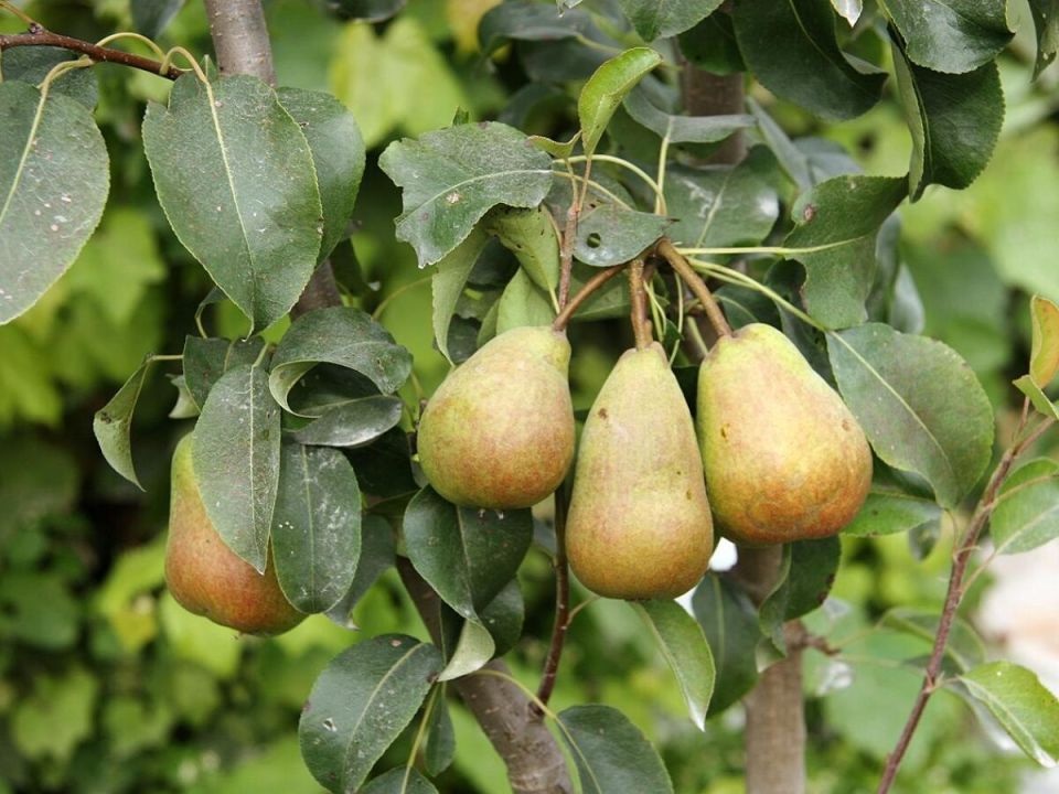 Почему груши 'плачут': причины и как помочь деревьям