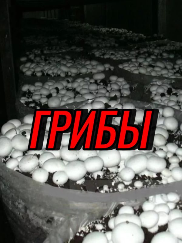 Грибы на вашей кухне