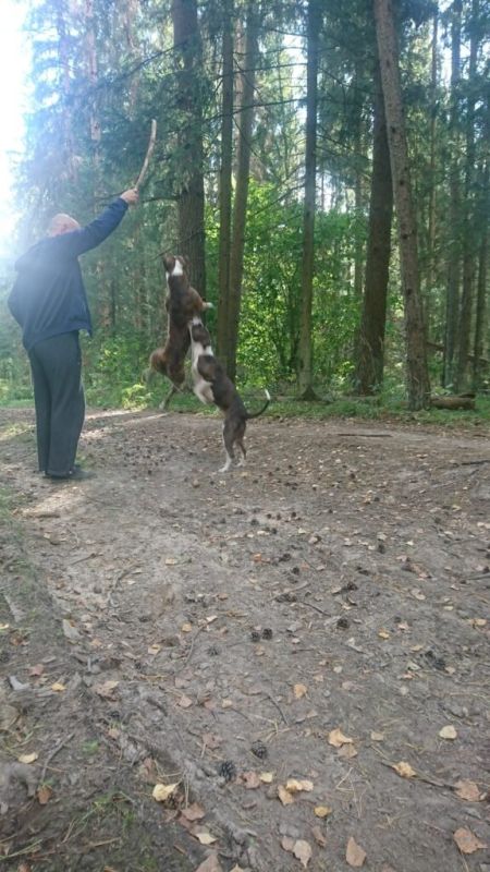 Беременность собаки: Как меняется поведение и характер