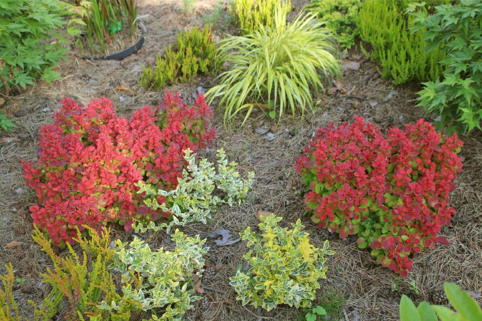 Барбарис Тунберга: яркие оттенки, которые вдохновляют