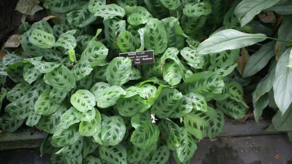 Очарование маранты: красота и польза