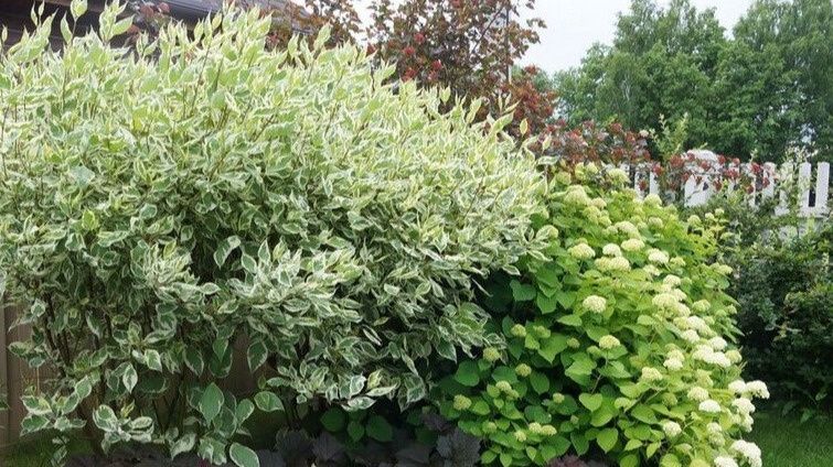 Секреты преображения темных уголков сада с помощью декоративных кустарников