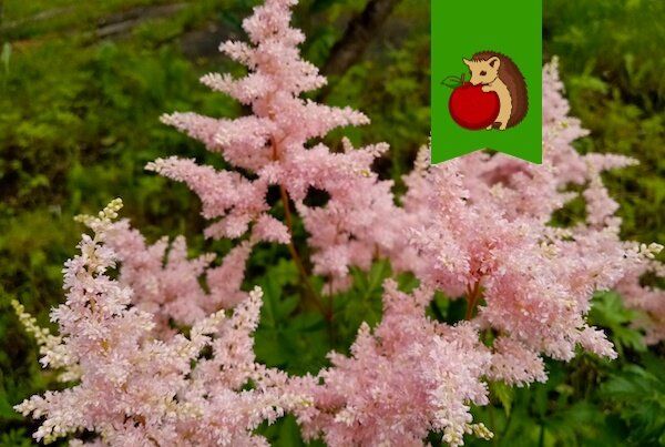 Как обеспечить пышное цветение астильбы: простые советы по уходу