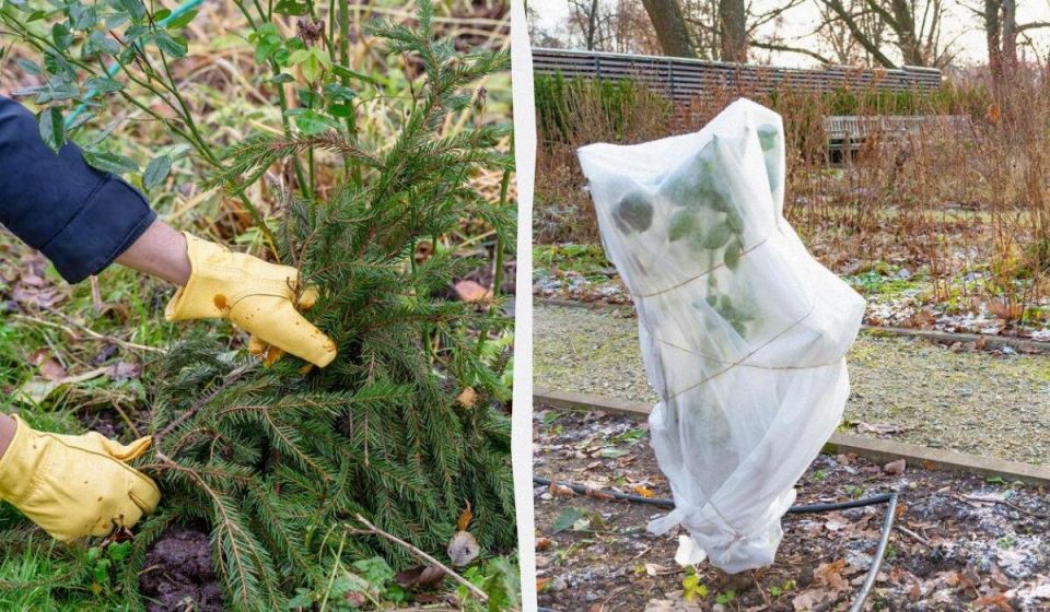 Как выбрать оптимальный способ укрытия роз на зиму