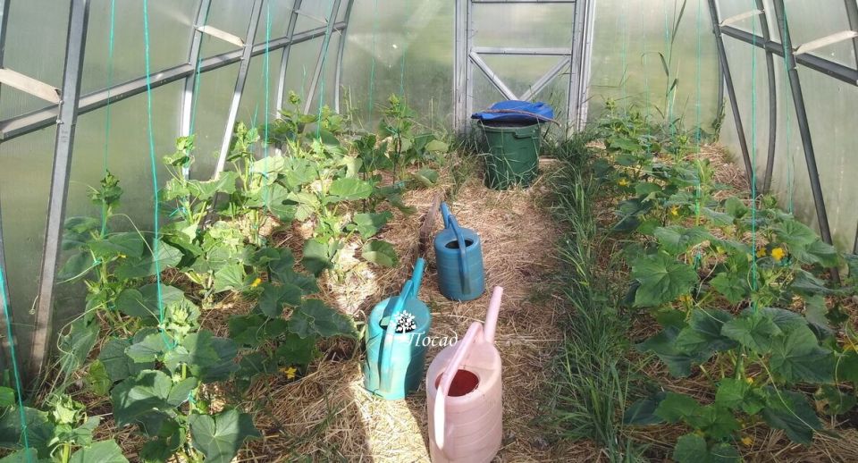 Как подвязка огурцов может изменить ваш урожай: секреты опытных садоводов