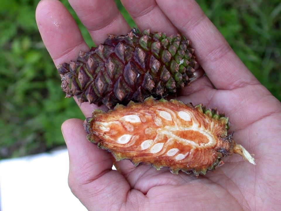 Сокровища хвойного леса