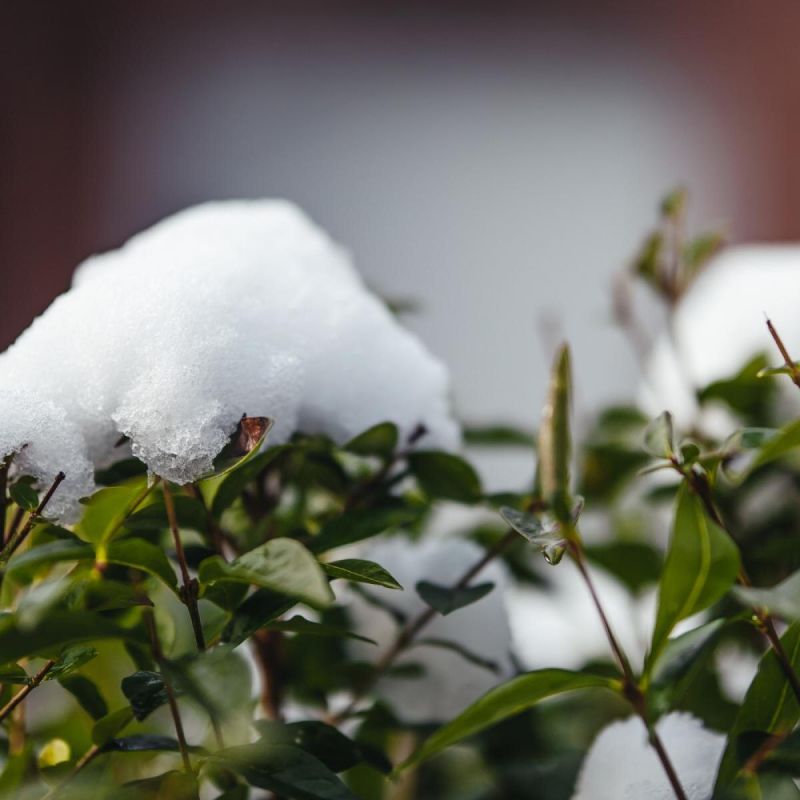 Зимние невзгоды: как спасти урожай земляники и ежевики от морозов