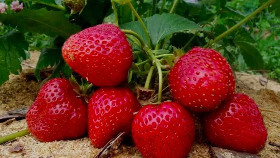 Топ ошибок в уходе за клубникой: чего не стоит добавлять в почву