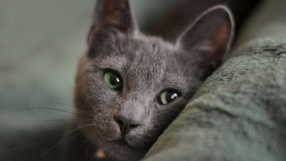 Признаков сразу 10: вот как понять, что кошка счастлива и в хозяине души не чает