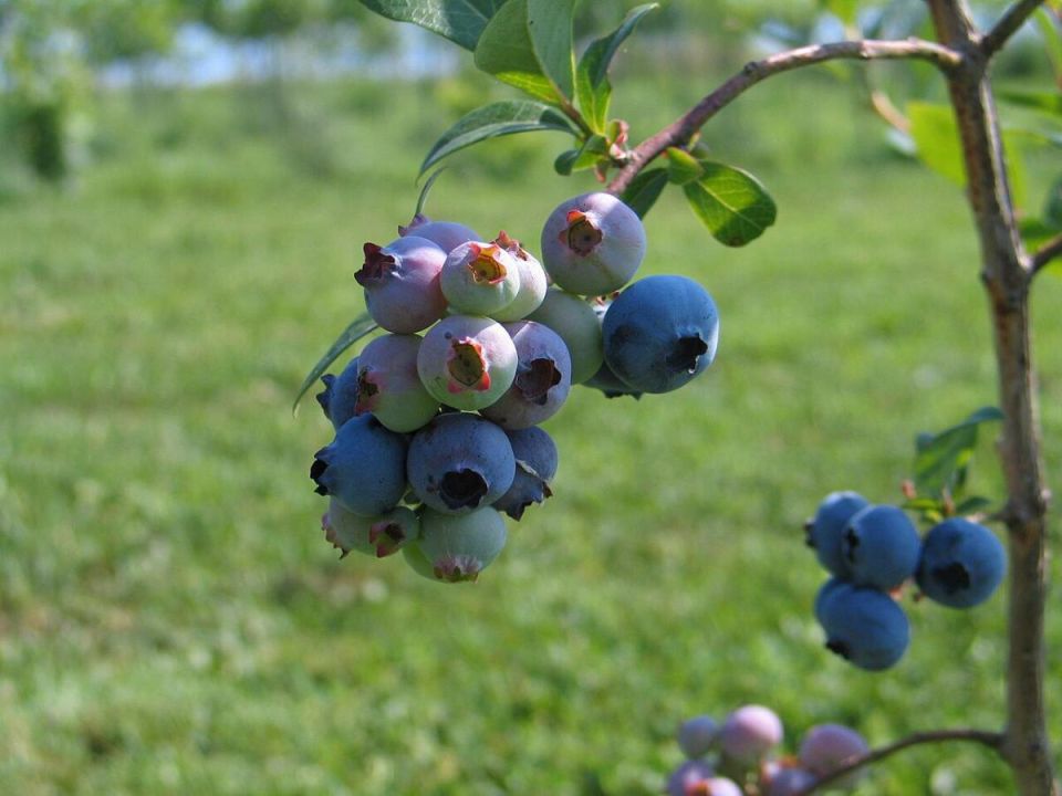 ��� ��������� ����������� �������� ��� ��������� ������