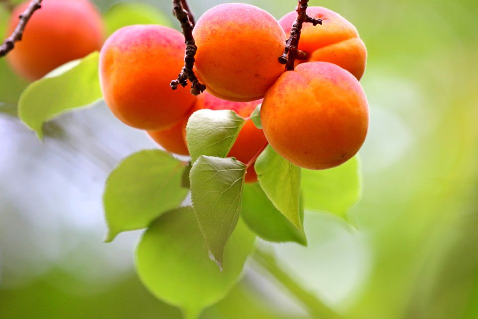 Как успешно вырастить абрикосы в суровом климате: секреты и советы