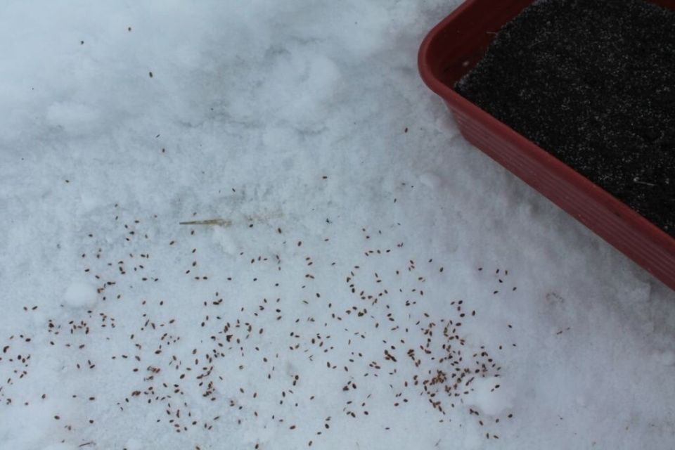 ������� ������� ������: ����� ������ ��������� �������