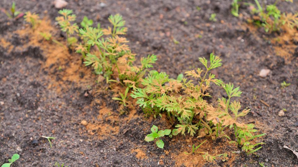 �������� ����: ������������� �������� ��� ���������