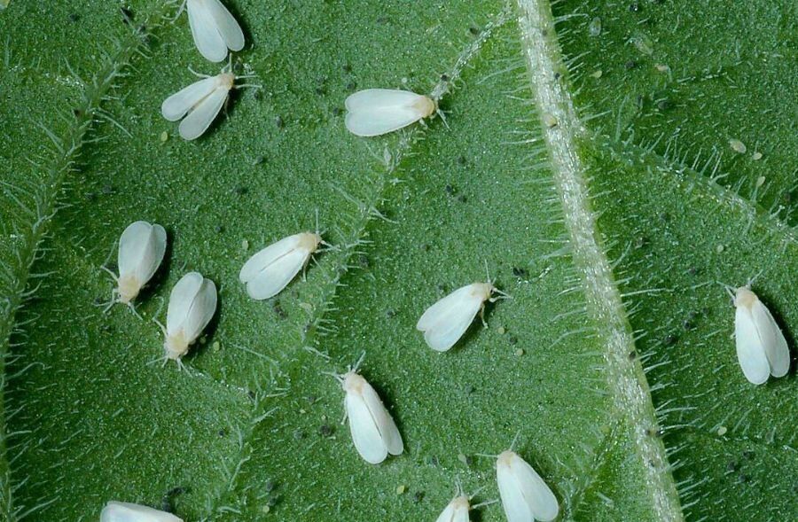 ����������: ��� �������� � ����������� ���������� � �������� � �� �����