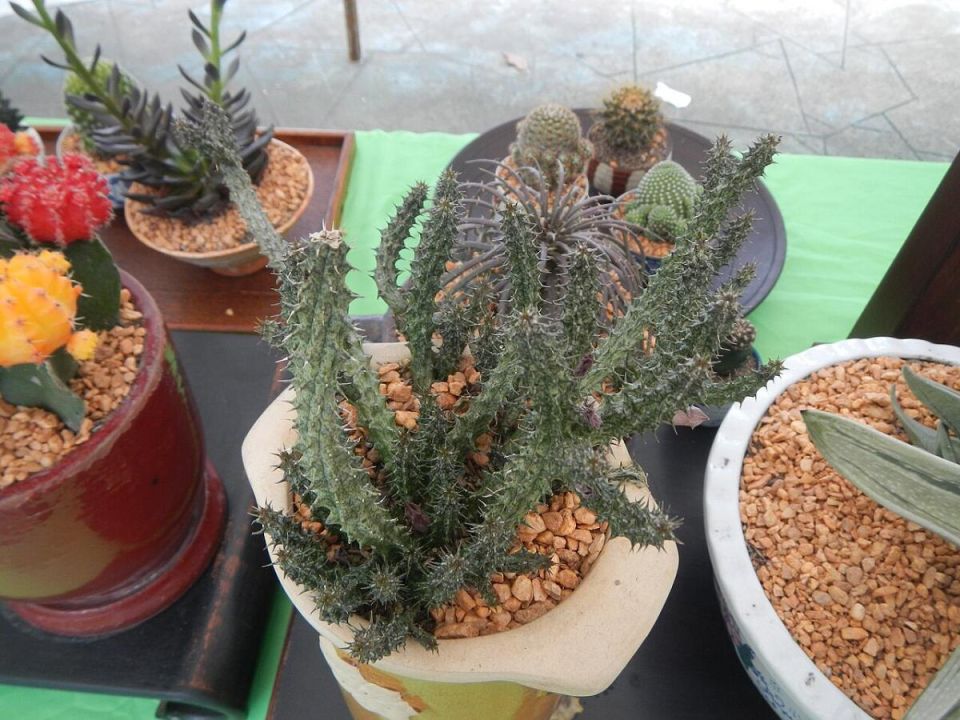 �������� ��������� �������� �� ������ ��������