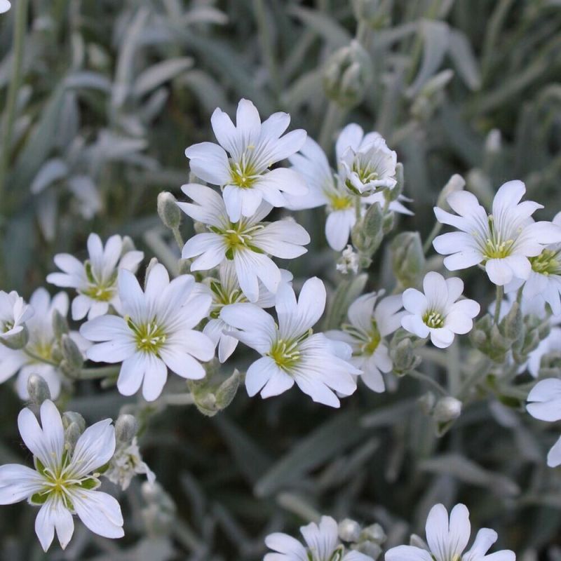 Ясколка: привнесите в свой сад яркие акценты и неприхотливую красоту