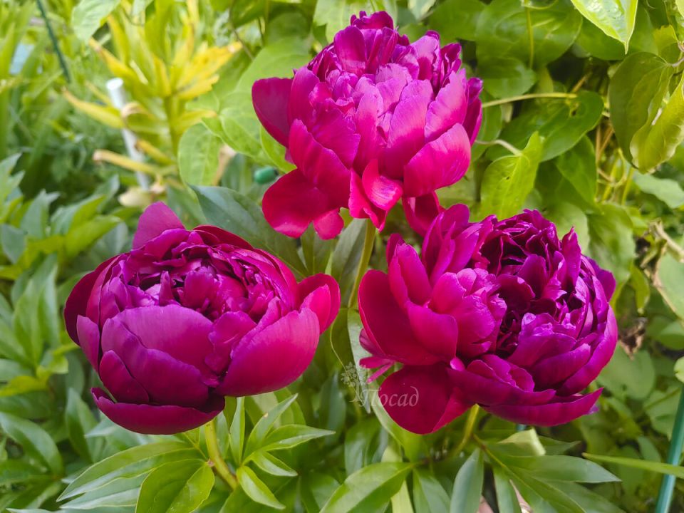 ������� �������� ��������� ������ ��� ������������� ��������