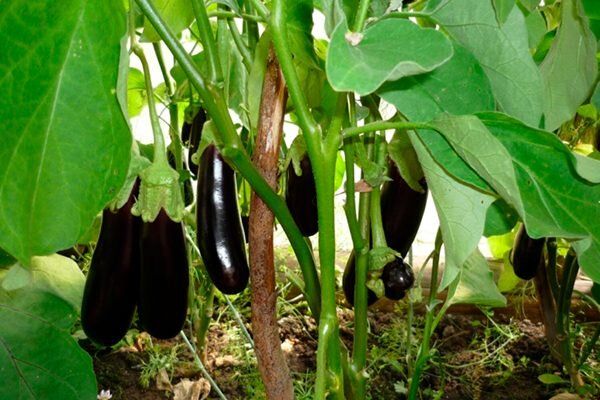 ���������� ������, ������� ������� �����������