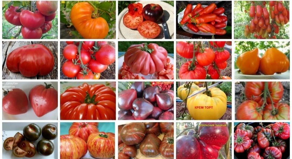 Крупноплодные томаты: выбираем сладкие сорта для вашего огорода