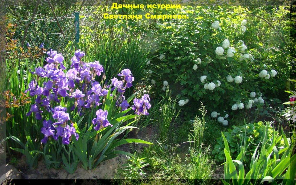 Искусство садового дизайна: как цвет, форма и свет создают уникальные композиции