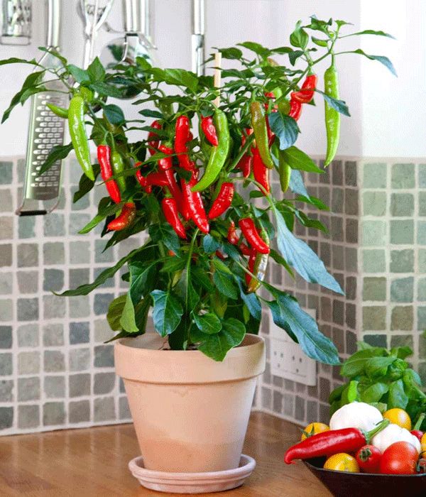 ��� ��������� ������ ����� �� �����������: ������������ ������ �� ���������