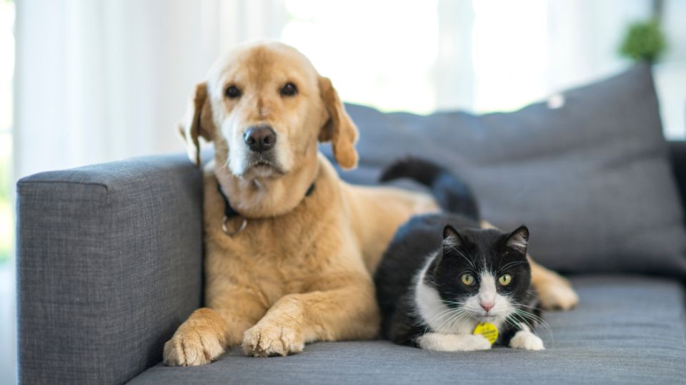 �������� �������� � �������: ����� ��� ���������?