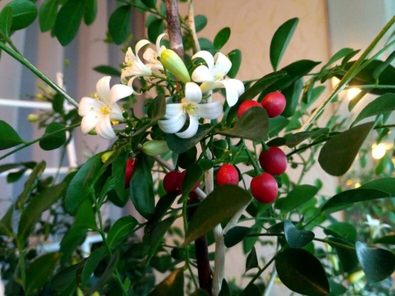 ��������� ��������� ��������: ������� � ������������