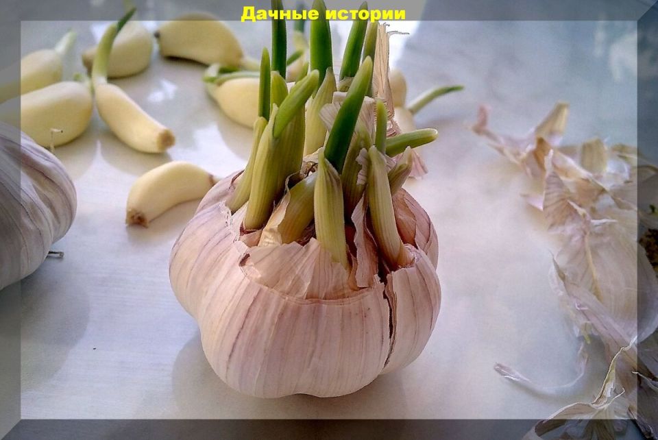 Проращивание лука и чеснока перед осенней посадкой