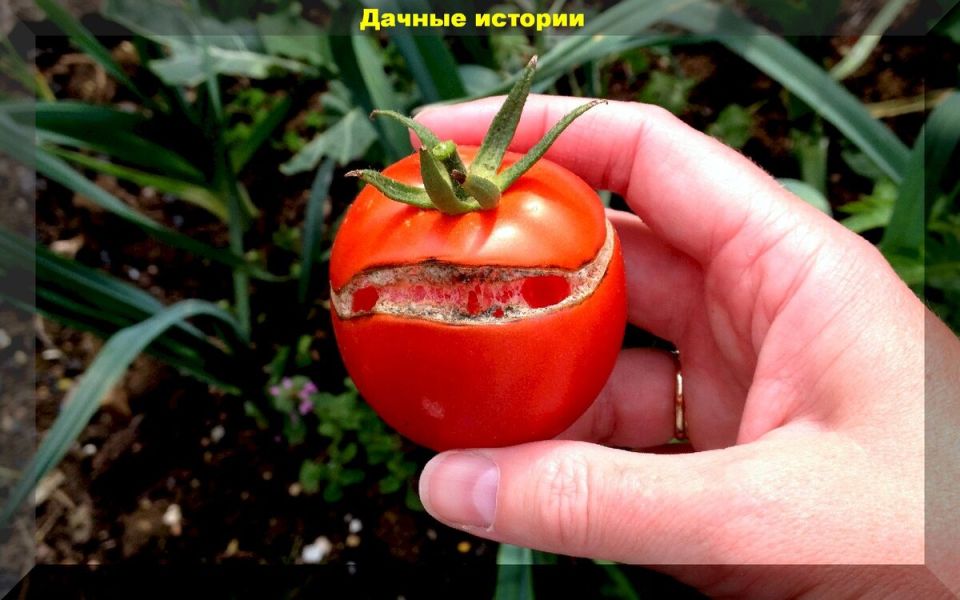 Как предотвратить растрескивание помидоров: простые советы для садоводов