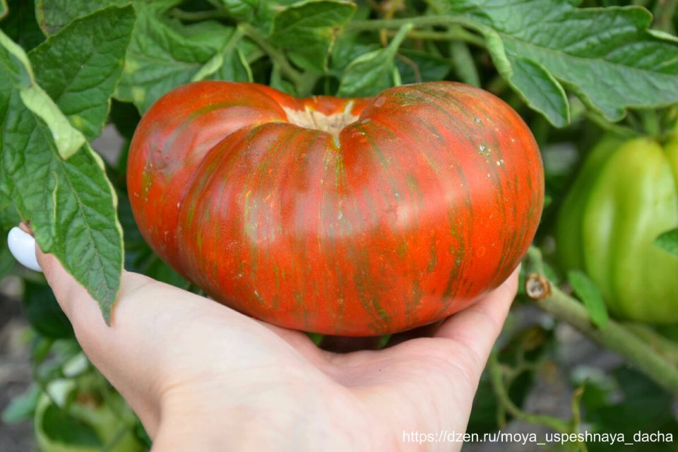 ��������� ���� �������: ��� ��������� ������� � �������� ������� �� ����� �������