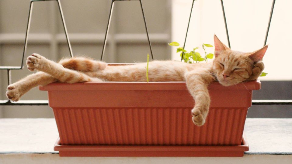 ��� �� �������: ��� ������� ������� ������ ������� �� �������� �����������