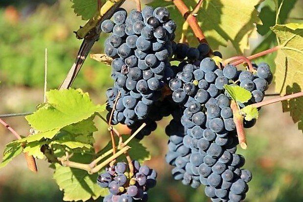 ������ ����� ��������� ��� ������� ������: ��� ������� ��������� ���