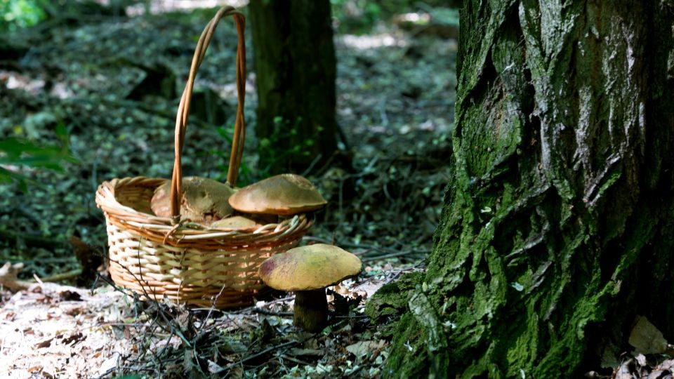 ����� ���� ������� � ������: ������ ������� �������� ���������� �������