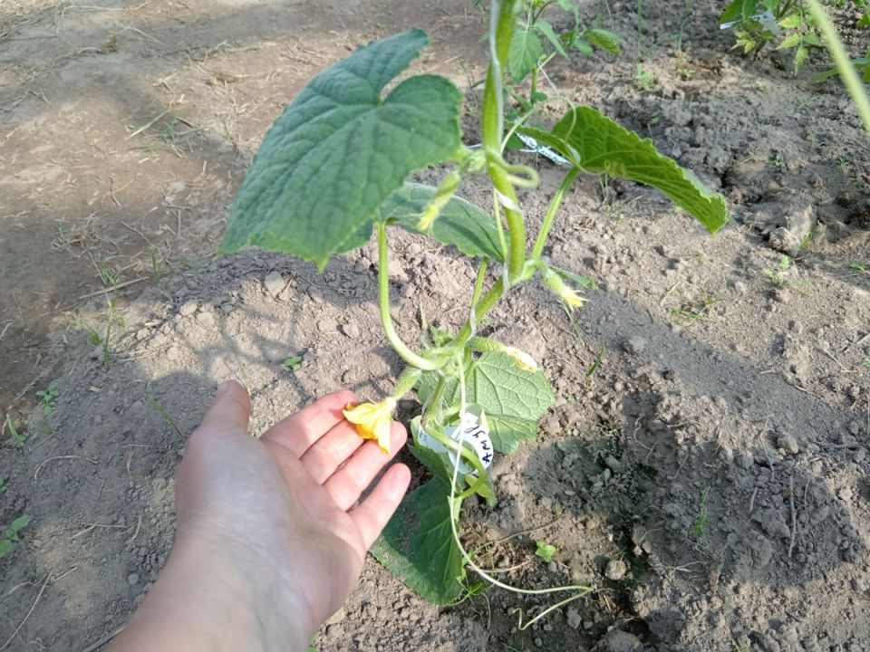 ������ ������� ������ ������� � ��� � ���� ����������