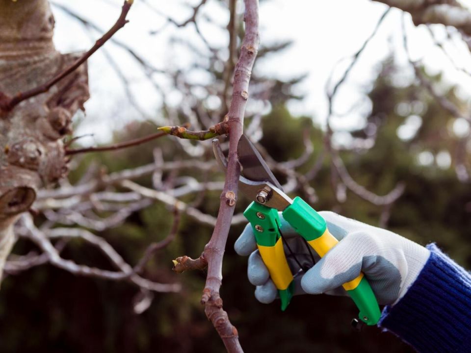 ������ ������� ������: ������� ������ ��� ������ ����