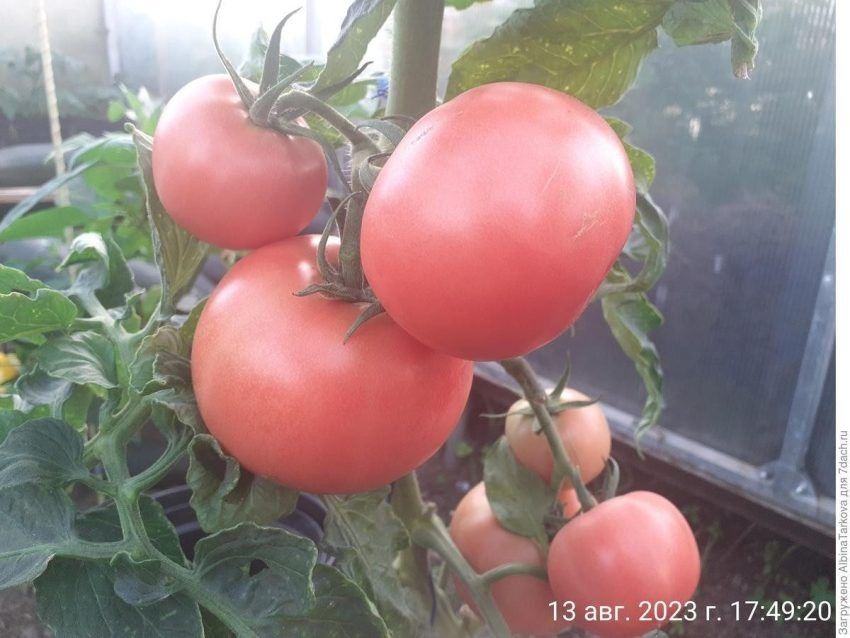 ������� ����: ��������� ����� ��� ������� ������� � ���������� �����