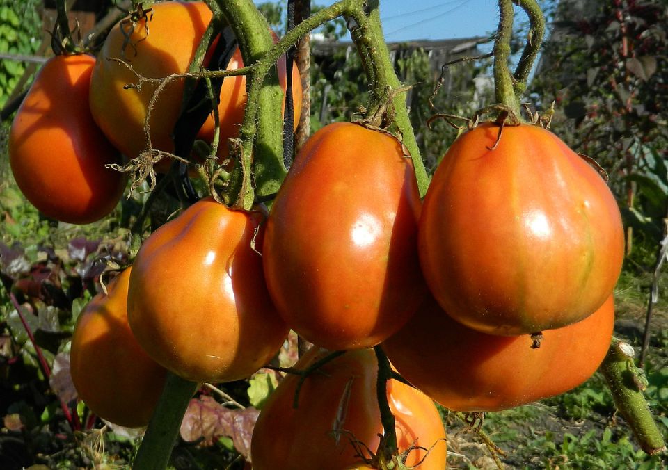 �������� �������: ��� ���������� ������� ������������ ������ �������������� �����������